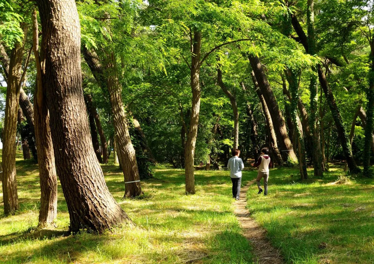 🌲 바람의 소나무숲(카제노마츠바라) 이미지 2